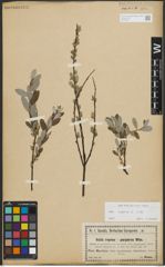 Foto von Salix repens subsp. repens L.
